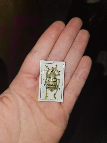 Iridescent Weevil Specimen