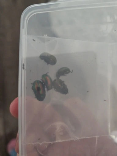 Real Beetle Specimen
