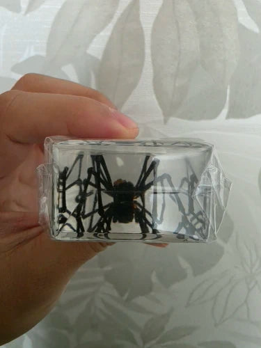 Giant Insect Specimen Set
