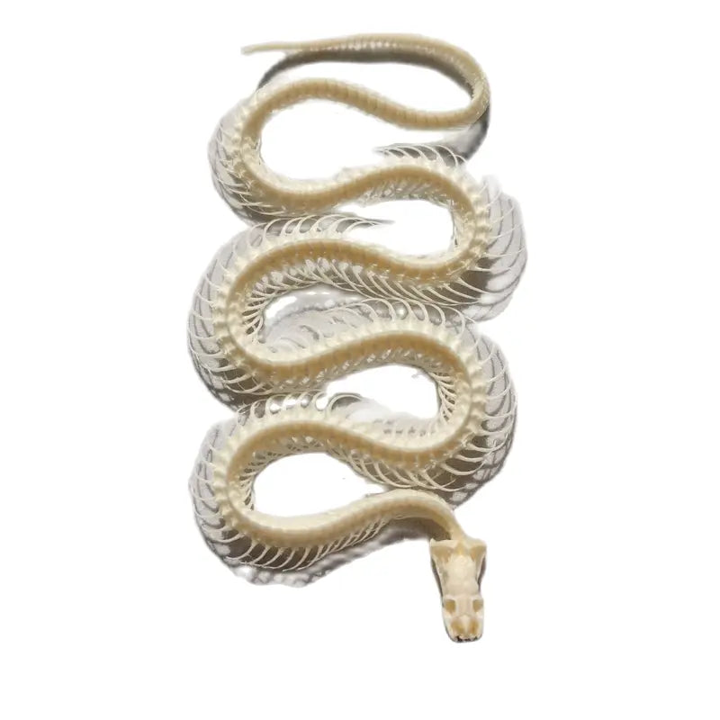 Articulated Snake Skeleton