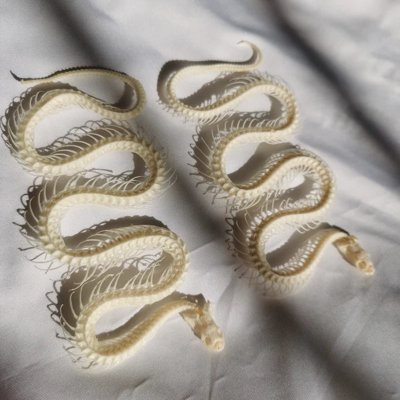 Articulated Snake Skeleton