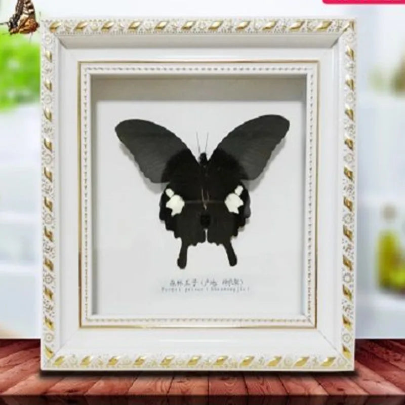 Framed Butterfly Specimen