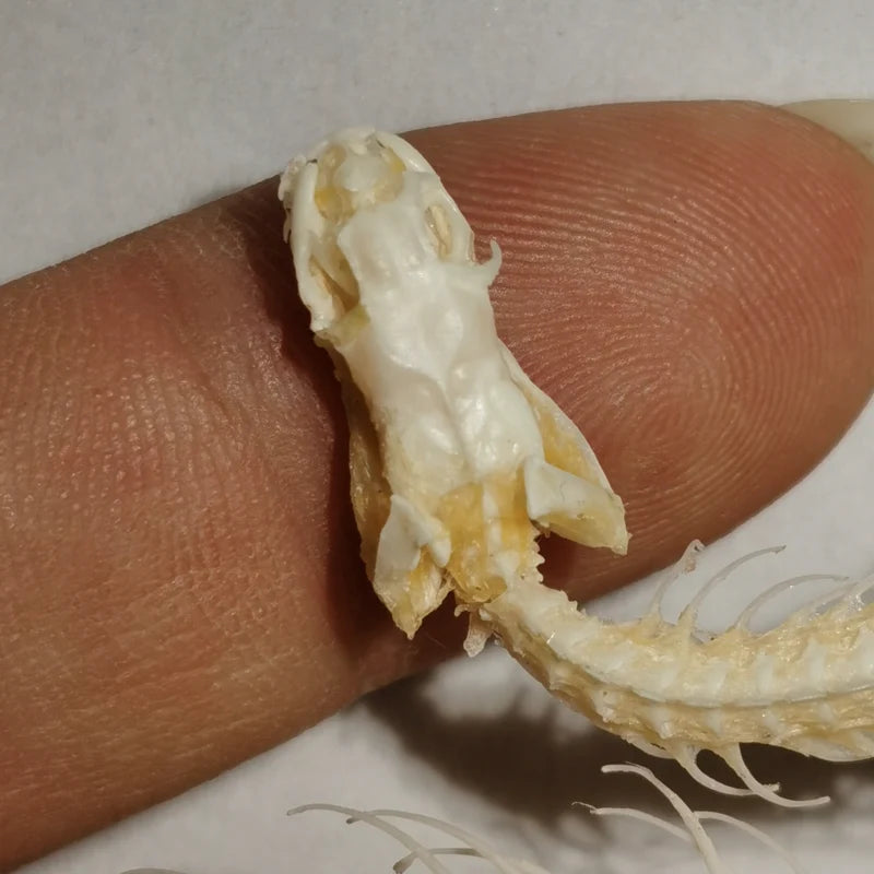 Articulated Snake Skeleton