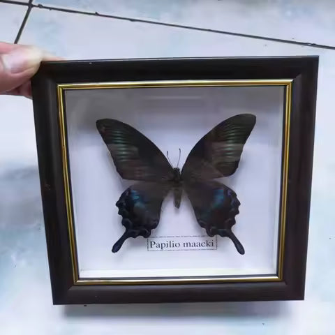 Framed Butterfly Specimen