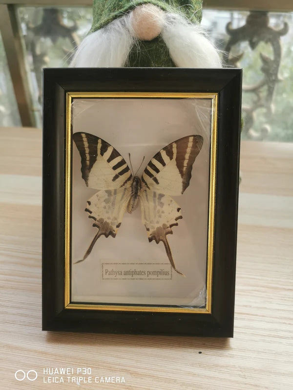 Framed Butterfly Specimen