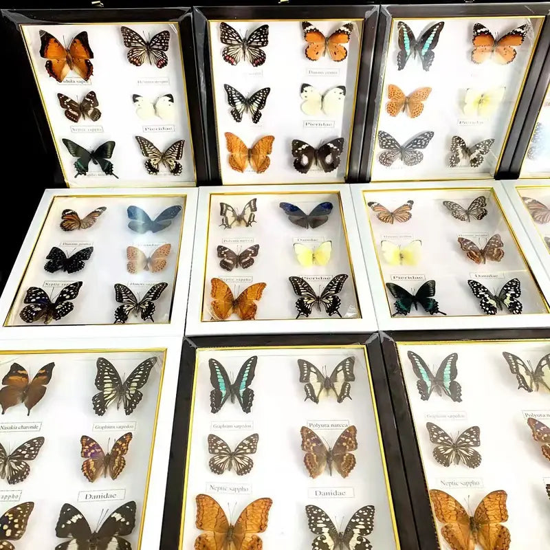 Butterfly Frame Set