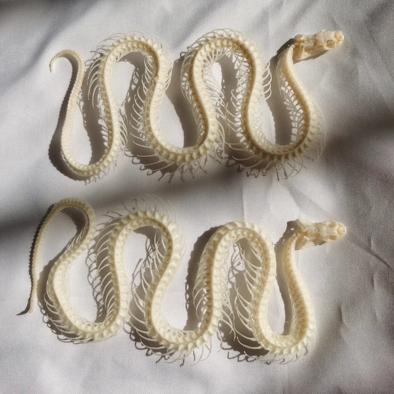 Articulated Snake Skeleton