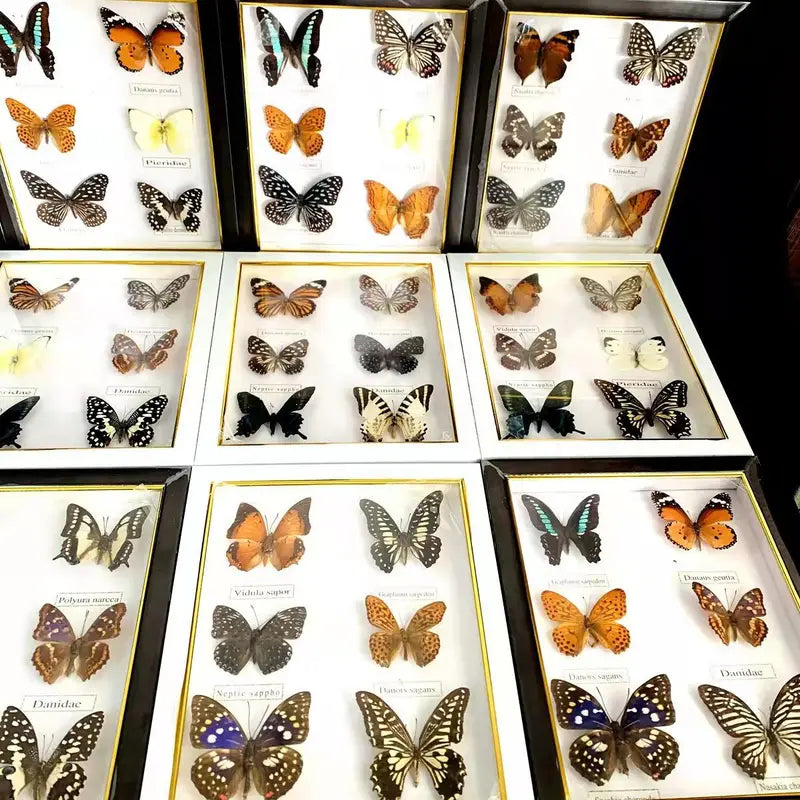 Butterfly Frame Set