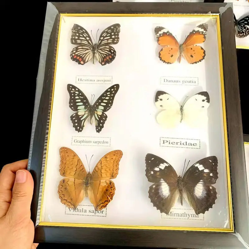 Butterfly Frame Set