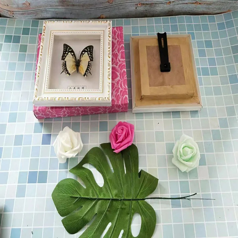 Framed Butterfly Specimen