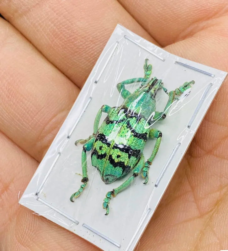 Iridescent Weevil Specimen