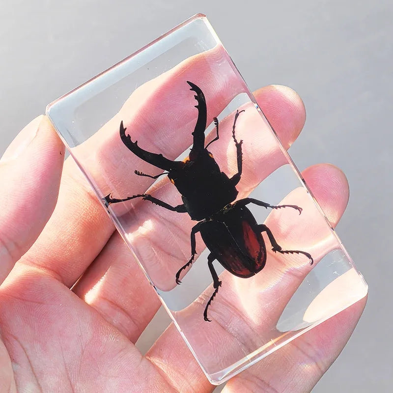 Large Insect Specimen Blocks