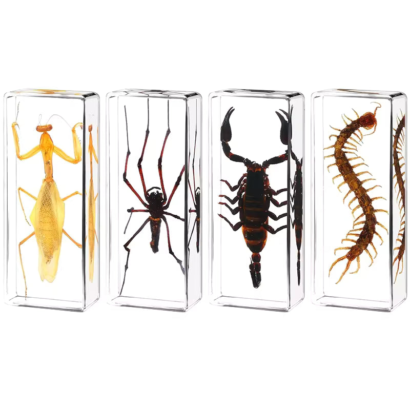 Giant Insect Specimen Set