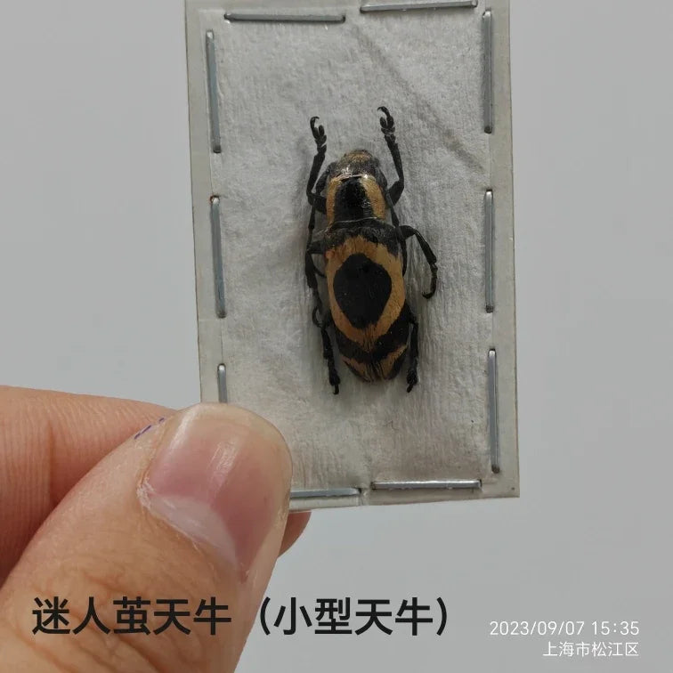 Stag Beetle Specimen Set
