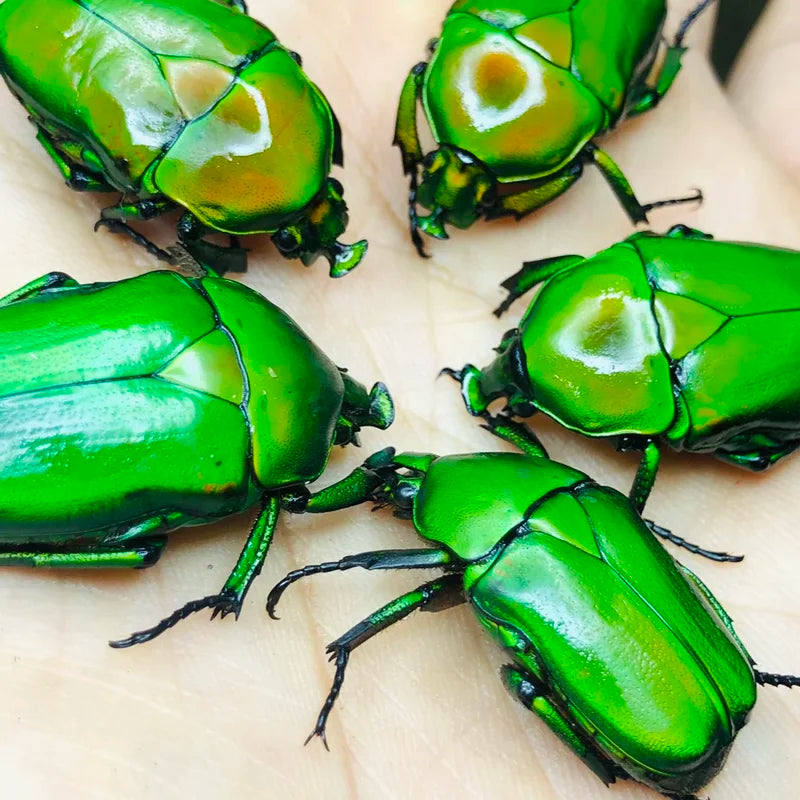 Starry Sky Projector Lamp