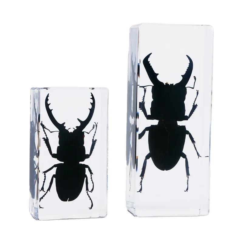 Large Insect Specimen Blocks