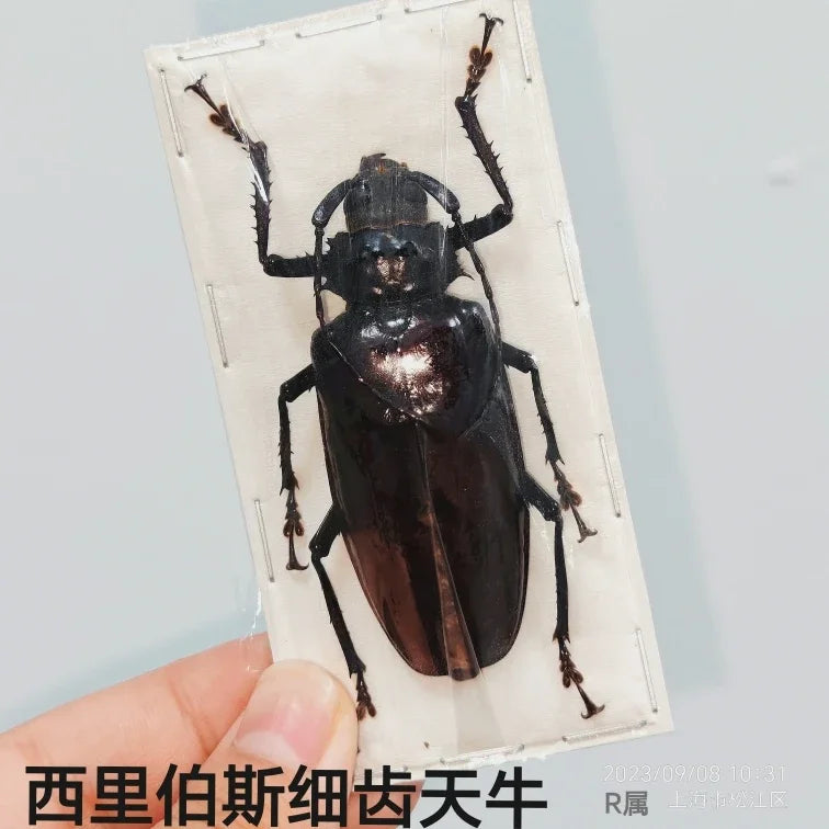 Stag Beetle Specimen Set