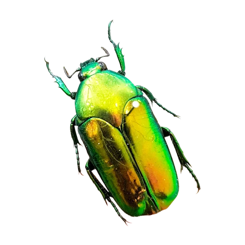 Golden Tortoise Beetle Specimen