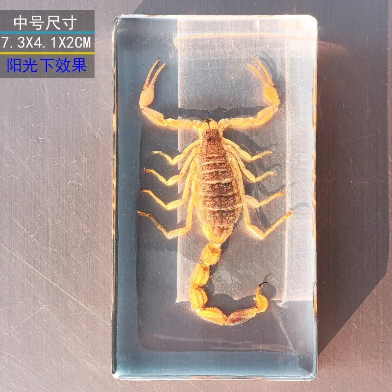 Large Insect Specimen Blocks