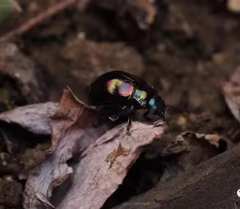 Real Beetle Specimen