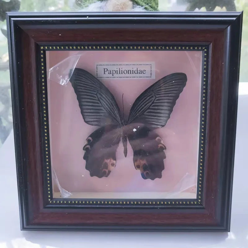 Framed Butterfly Specimen