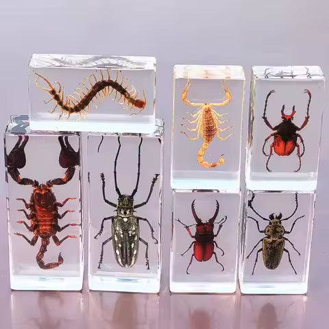 Large Insect Specimen Blocks