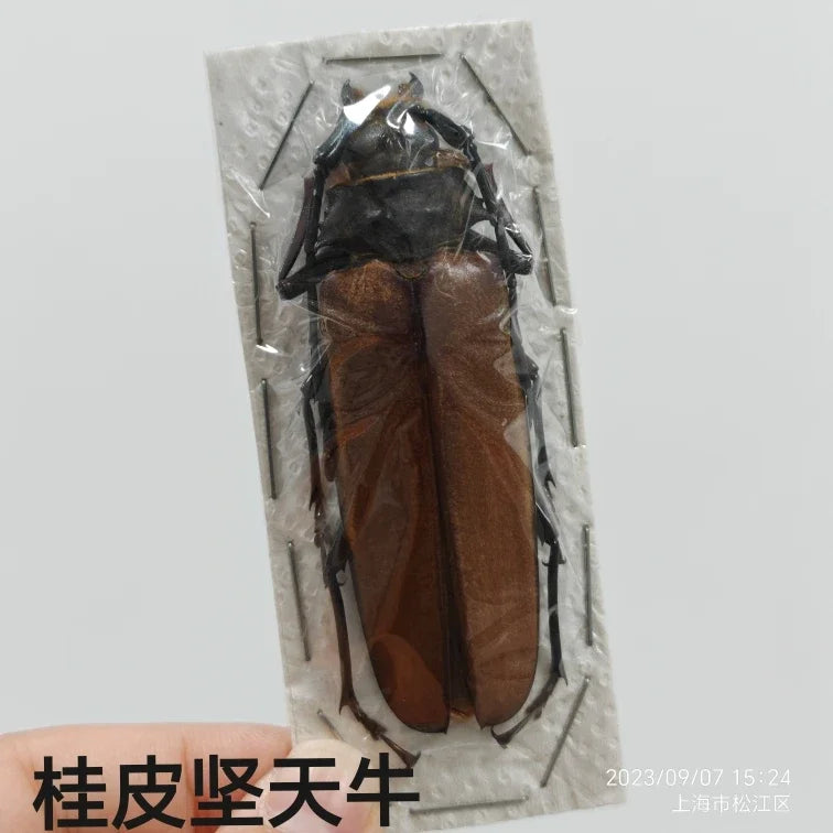 Stag Beetle Specimen Set