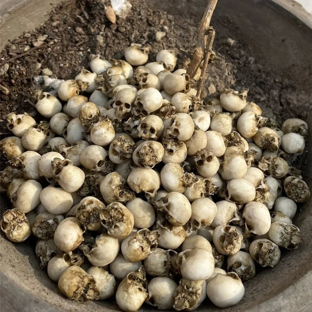 The maker's display photograph of dozens of these skulls filling a plant pot; one skull ships per order