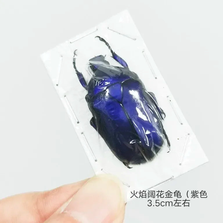 Golden Tortoise Beetle Specimen