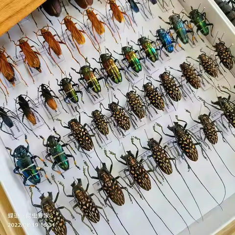 Stag Beetle Specimen Set