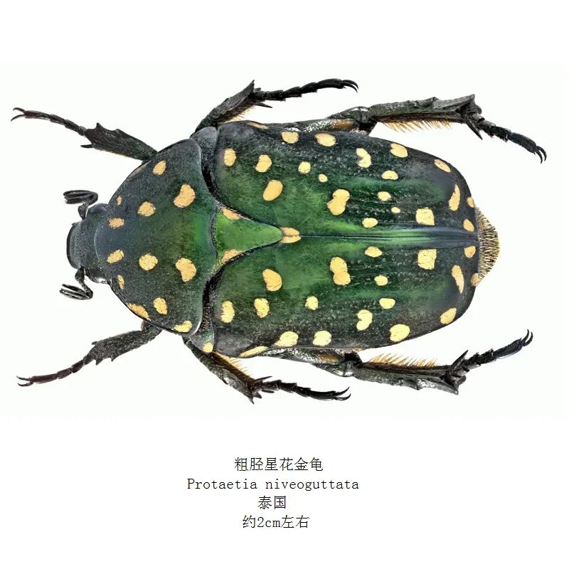 Golden Tortoise Beetle Specimen