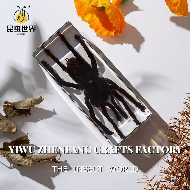Especímenes de insectos en resina transparente