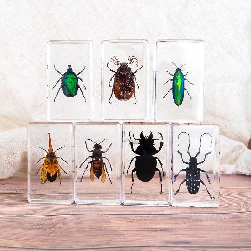 Insect Specimen Paperweights