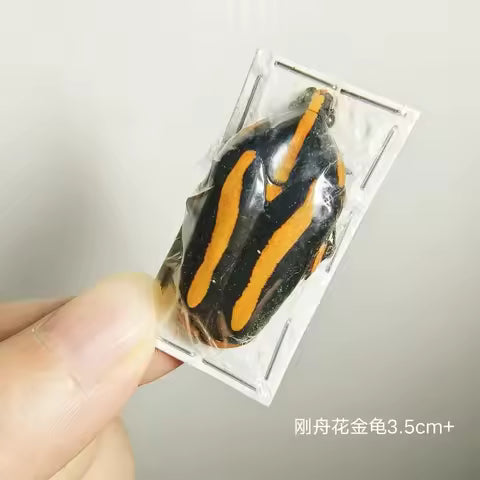 Golden Tortoise Beetle Specimen
