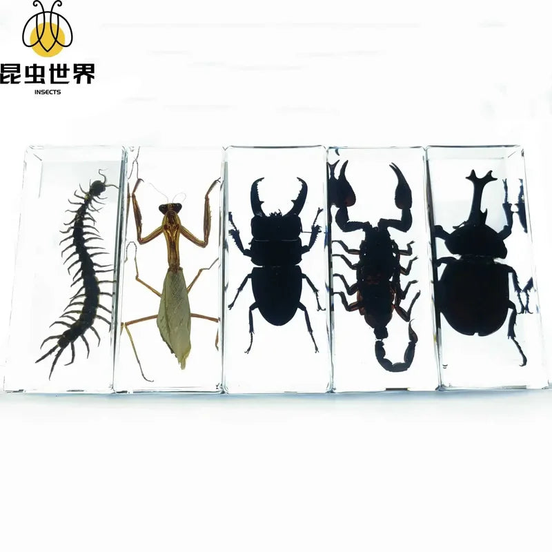 Especímenes de insectos en resina transparente