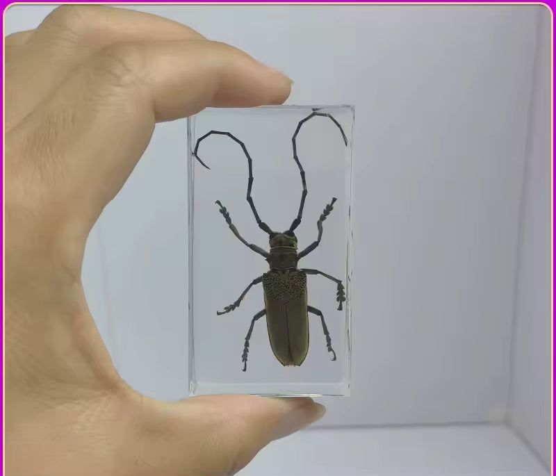 Insect Specimen Paperweights