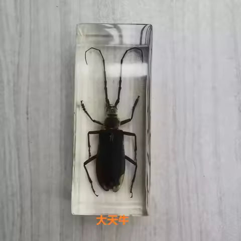 Spider and Beetle Specimens