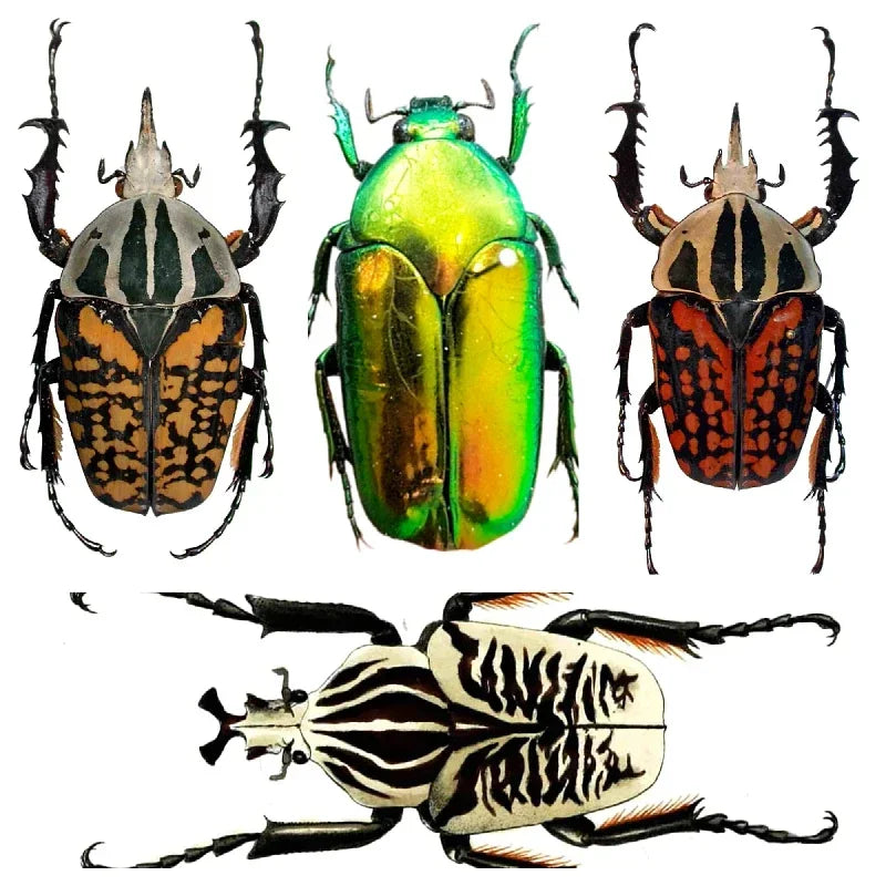 Golden Tortoise Beetle Specimen