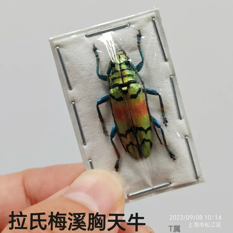 Stag Beetle Specimen Set
