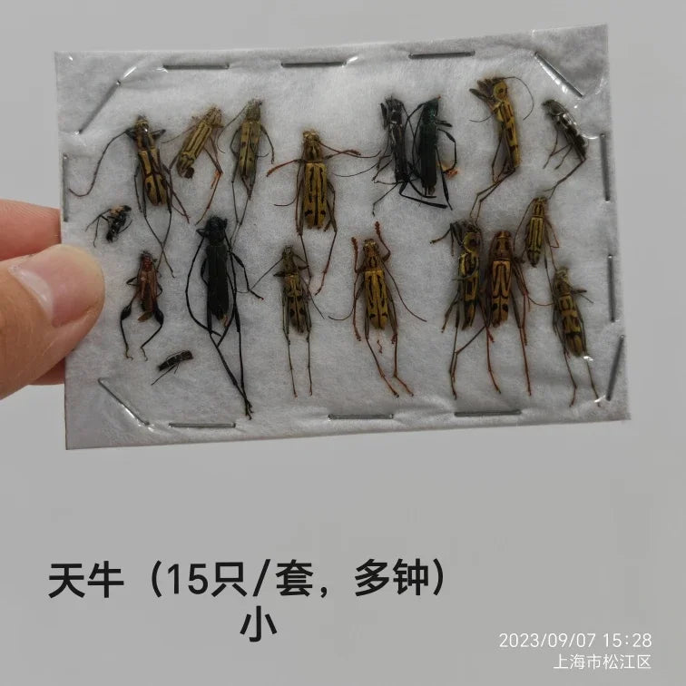 Stag Beetle Specimen Set