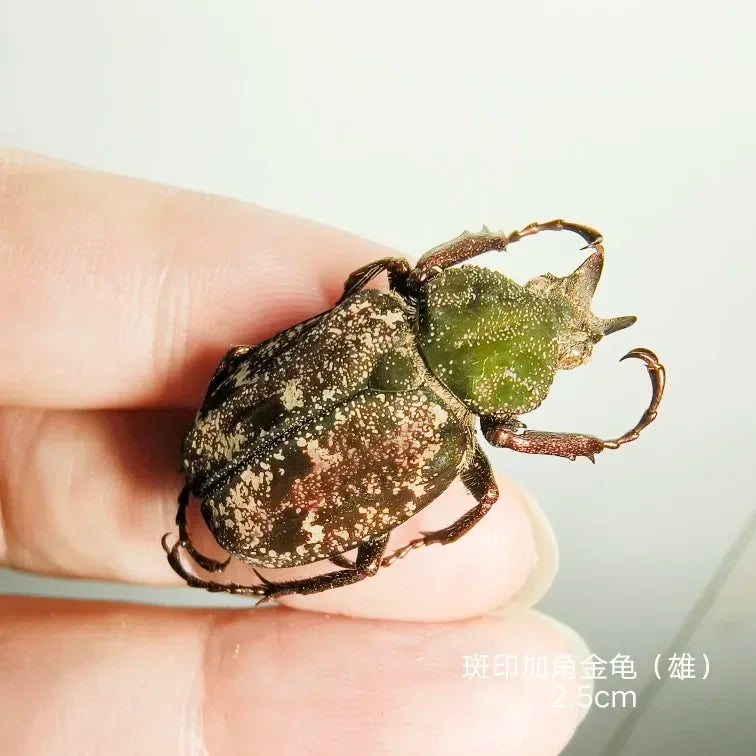 Golden Tortoise Beetle Specimen
