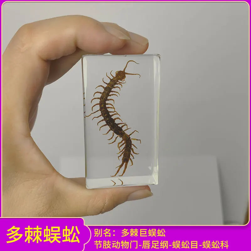 Insect Specimen Paperweights