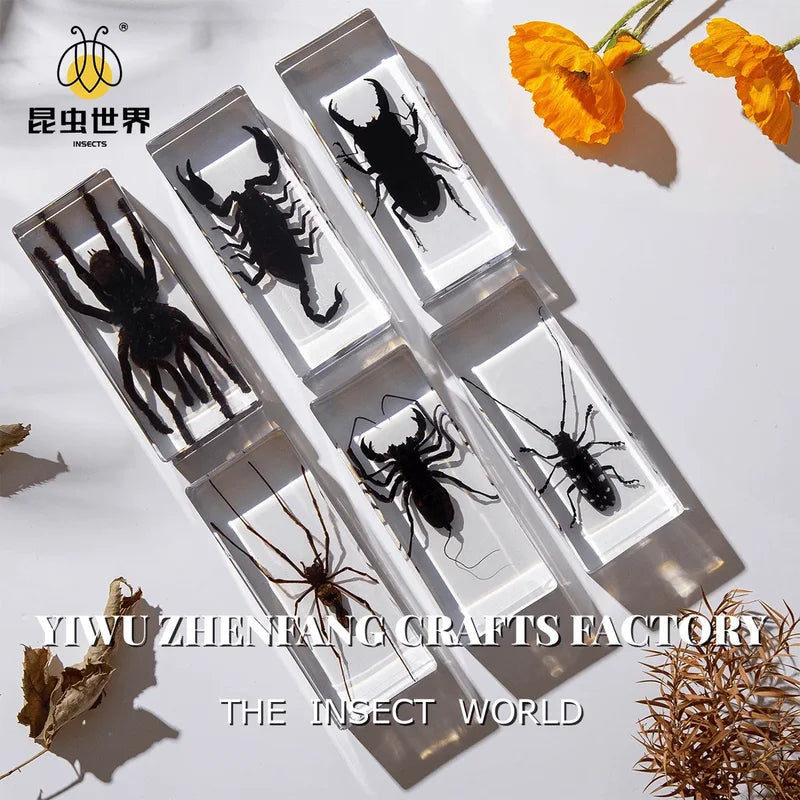 Especímenes de insectos en resina transparente