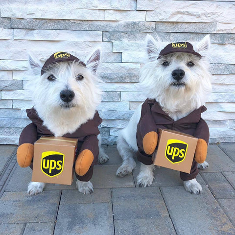 Delivery Dog Costume