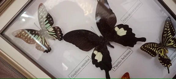Butterfly Frame Set