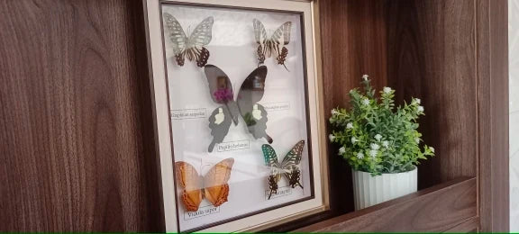 Butterfly Frame Set