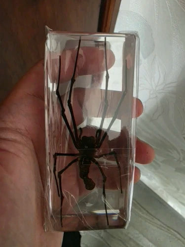 Giant Insect Specimen Set