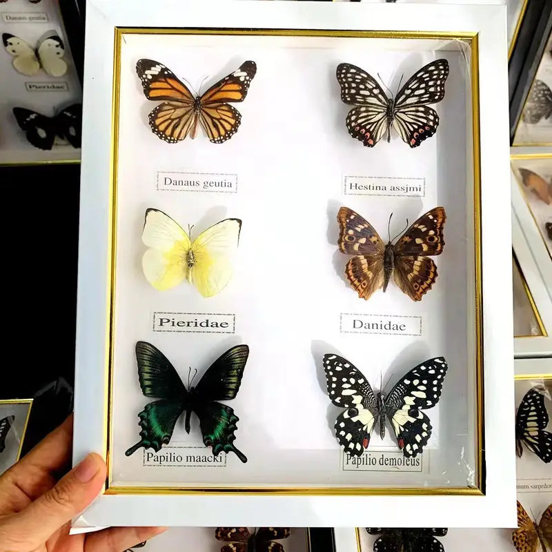 Butterfly Frame Set