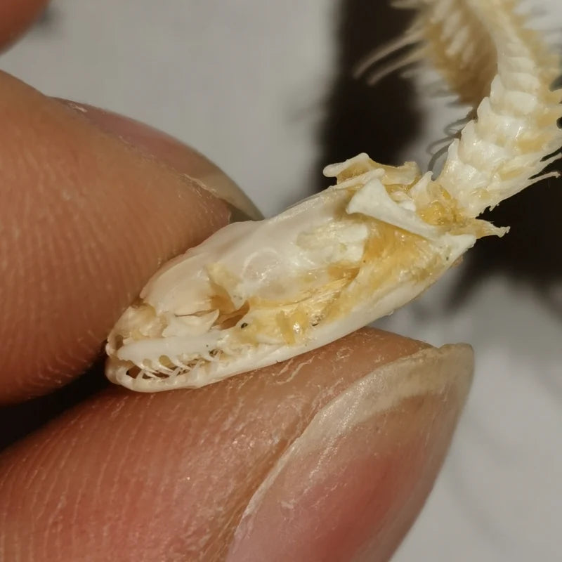 Articulated Snake Skeleton