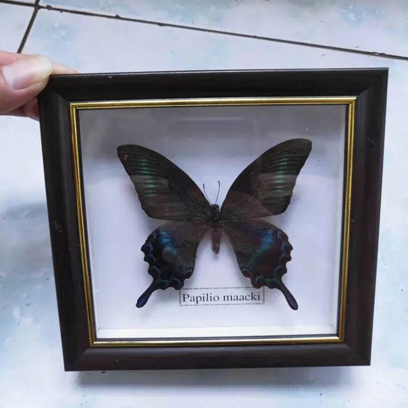 Framed Butterfly Specimen